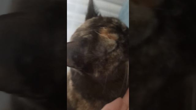 обзор на кошку:)