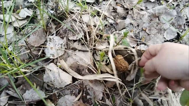 Апрельский сбор сморчковой шапочки 29 апреля 2025 г. Сбор грибов открыт. #сморчковаяшапочка #грибы