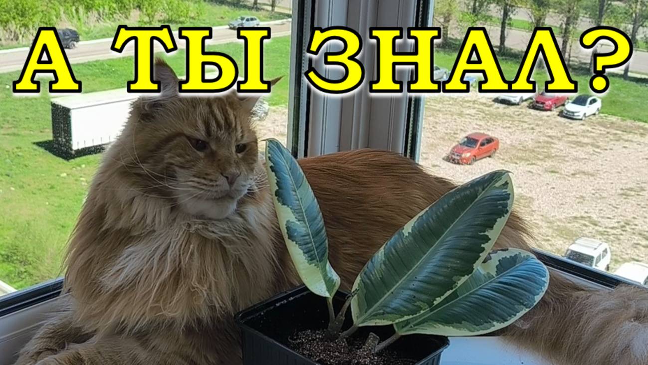 ФИКУС формирую, черенкую, укореняю вместе с МЕДОМ🔥🔥🔥