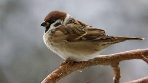 Звуки Воробья, Чириканье Воробья. Голос Воробья. Пение Воробьев. Воробьи Чирикают