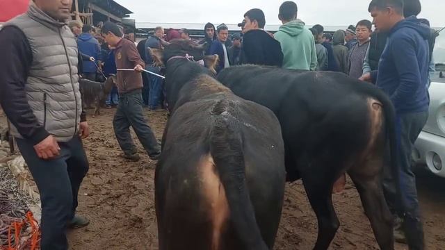 МОЛБОЗОР КУЙ БОЗОР ИСКРА НАРХЛАР КАНДАЙ БУЛДИ МАРХАМАТ