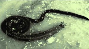 SCP-153 - Черви в водостоке