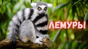 Лемуры. Удивительные животные из Мадагаскара. Все о короле Джулиане и не только