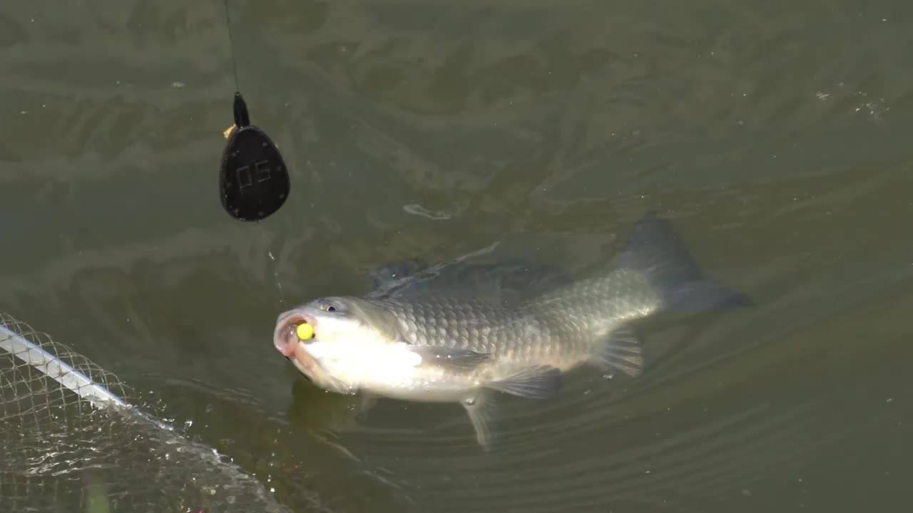 Весенний флэт фидер. FLAT FEEDER