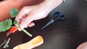 Реанимация герани. У пеларгонии сохнет ствол