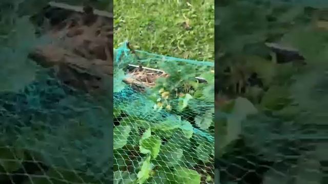 Дача СНТ Кристалл,Московская область,Клинский район