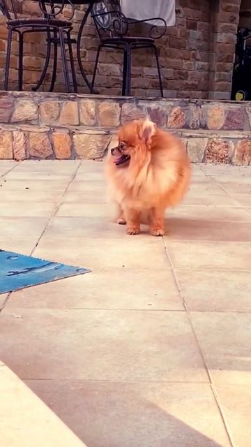 Миниатюрная девочка Померанский Шпиц , 9,5 мес , вес 1.6 кг . #pomeranian #poms #шпиц смотреть онлайн