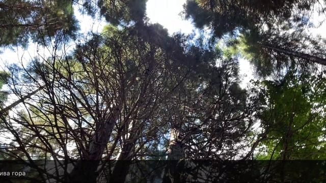 Най-старите секвои в България