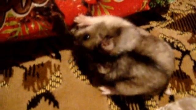 funny hamsters / мои смешные хомячки смотреть онлайн