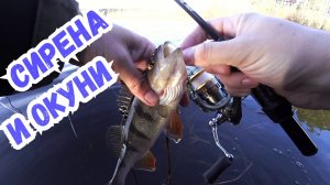 Наноколебалка Сирена и утренние окуни