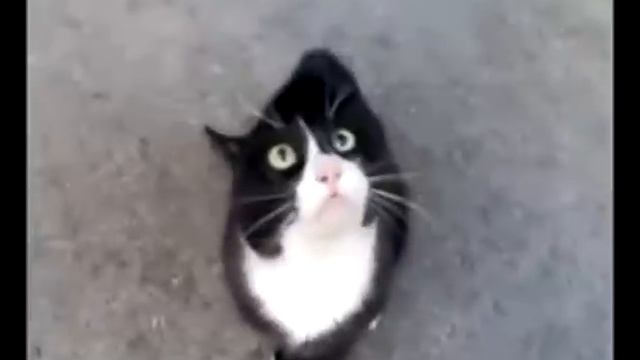 Хахаха я плакал котик жжот, котика жизнь не устраивает и он поёт 2013 :) прикол смотреть онлайн