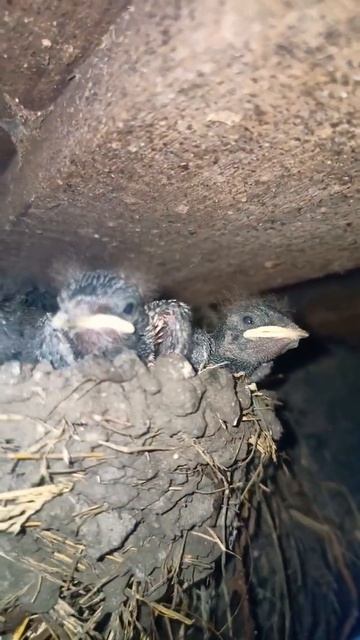 swallow chicks. птенцы ласточки. #shorts смотреть онлайн