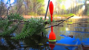 ТЫ ЧЁ ЗДЕСЬ ПЛАВАЕШЬ!  ХОЗЯИН ОСТРОВА. РЫБАЛКА НА ПОПЛАВОК.