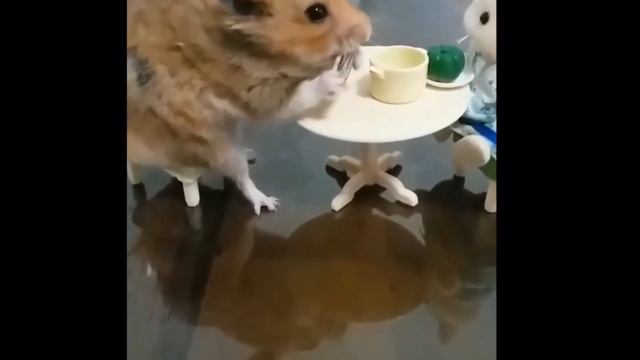 СМЕШНЫЕ ХОМЯКИ 2 l Самое смешное видео смотреть онлайн