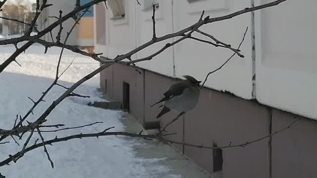 Зимние птички в Южно-Сахалинске.mp4