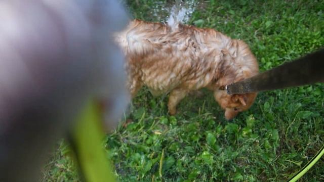 Охлаждение щенков карело-финской лайки в животе :: The cooling of Finnish Spitz puppies inside смотреть онлайн