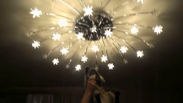 кошка ловит моль=) смотреть онлайн