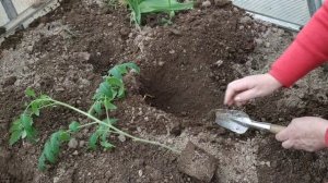 Как сажать переросшую рассаду? Посадка,, лежа"