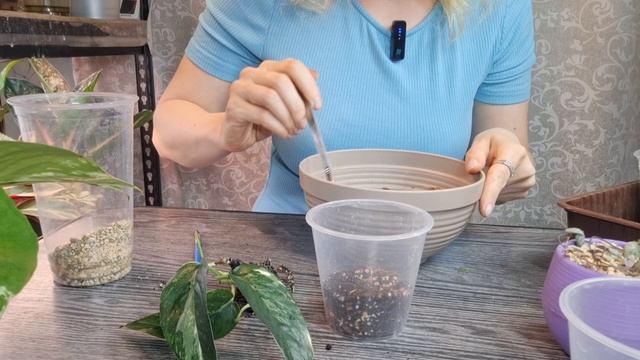 Пересадка черенков в кокосовый и минеральный грунт смотреть онлайн