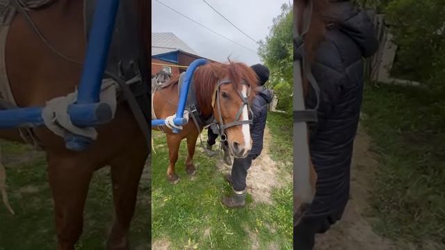🐎 смотреть онлайн