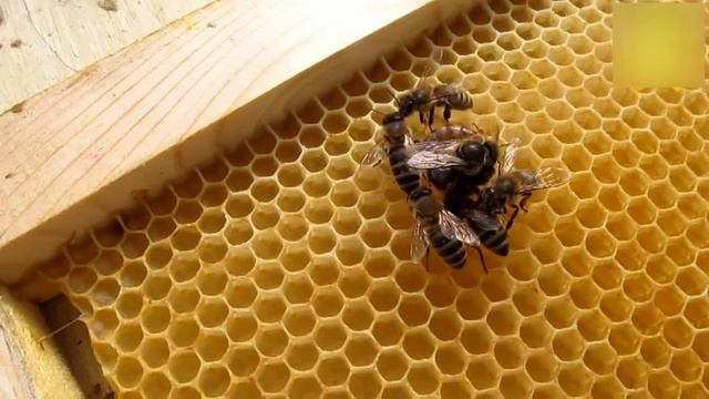 Поведение двух маток на одном соте смотреть онлайн