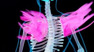 03-05-2025  Матрица Гаряева от Боли под лопаткой.