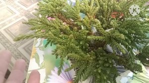 Новые растения из Опт- Хоз. Распаковка посылки.