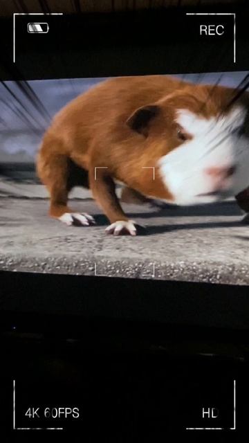 Морские свинки и кофемашина 🔥 смотреть онлайн