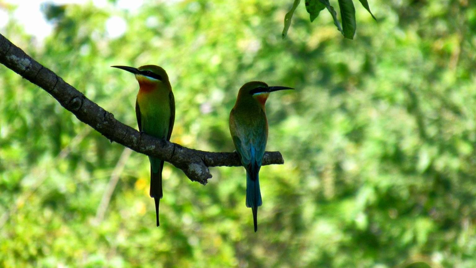 Дикая Индия. Забавные щурки. Пчелоеды с милыми мордашками смотреть онлайн
