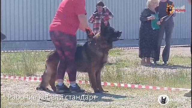 РАБОЧИЙ КОБЕЛИ / КЧК СИМФЕРОПОЛЬ 2 мая`25 А.Буйнова Моно немецких овчарок