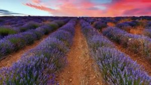 видно не судьба видно нет любви (360p)