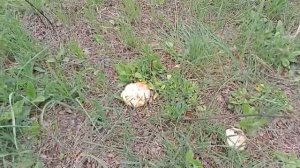 ГРИБЫ СИНЕНОЖКА РЯДОВКА ЛИЛОВОНОГАЯ СПАРЖА ОТКРЫТИЕ СЕЗОНА #грибы #синеножка