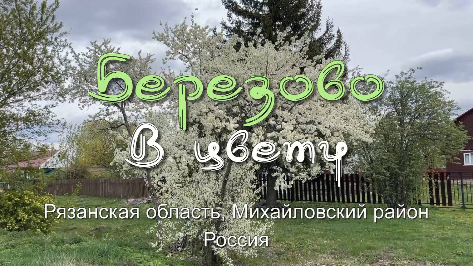 Березово в цвету.