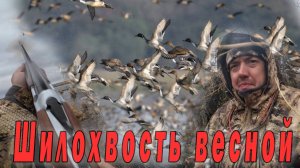 Охота на шилохвость весной