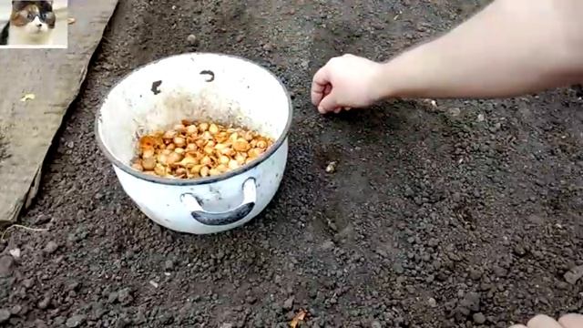 Когда сажать лук севок весной в открытый грунт и как правильно это сделать в 2025 смотреть онлайн