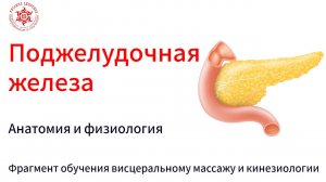 Поджелудочная железа. Анатомия и физиология. Фрагмент обучения висцеральному массажу и кинезиологии