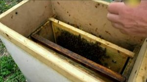 Подсадка неплодной матки в слабой отводок