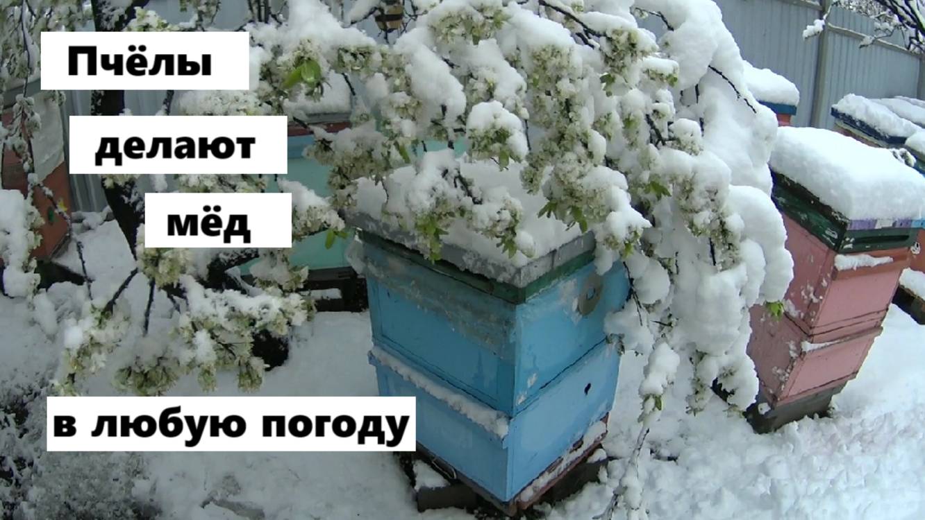 Снегопад обрушился на пасеку, а пчёлы делают мёд. смотреть онлайн