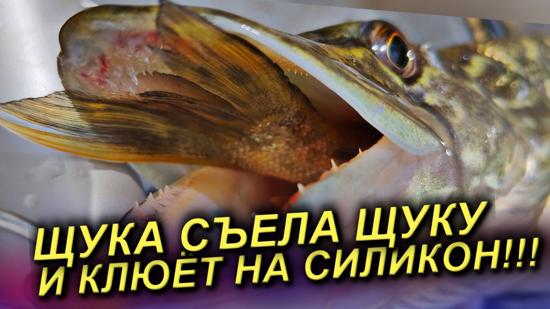 ЭТО РЕАЛЬНО ЖОР ЩУКИ! ЩУКА СЪЕЛА ЩУКУ И КЛЮЁТ НА СИЛИКОН!!! Щука ВЕСНОЙ на СПИННИНГ! смотреть онлайн