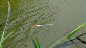 Рыбалка 1 мая на гусиный поплавок на малой реке + 4 новых правила ловли!