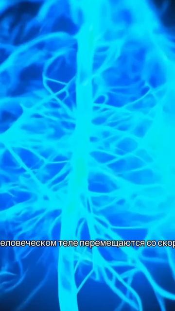 Импульсы в человеческом теле