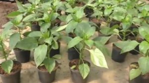 🌶️Как УДВОИТЬ урожай перца? Простой способ для любого огородника!🌱