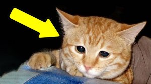 Это заставит вас НЕНАВИДЕТЬ себя за каждую обиду, нанесённую кошке