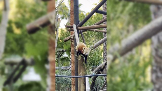 Красная панда, она же огненная лисица в сафари-парке Selwo Aventura в Испании смотреть онлайн