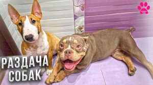 Раздаем породистых собак БЕСПЛАТНО! Кому еще надо?