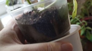 3 мая. Приехали на дачу.