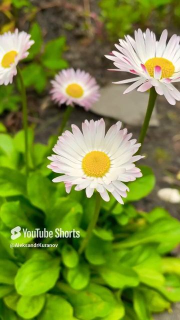 Прекрасные маргаритки #красивыецветы #цветы #маргаритки #flowers #garden #nature #сад  #relaxing