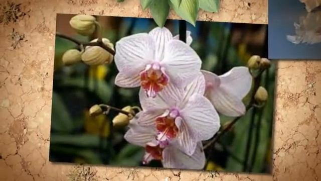 притчи поздравления с днем рождения смотреть онлайн