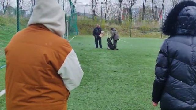 Марвил Юнион ДАЙАНА - №22 / КЧК КОСТРОМА 26 апреля`25 В.Хижняк Моно немецких овчарок