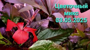 312. Цветочный микс 03.05.2025.